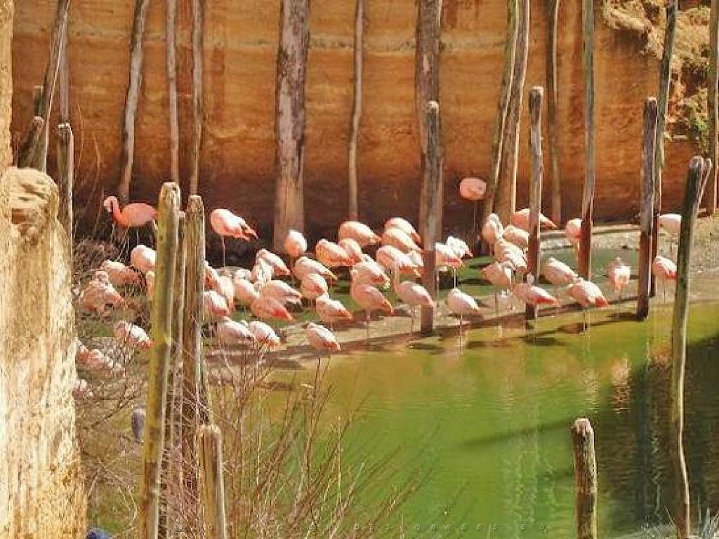 149 BIO PARC DE DOUE LA FONTAINE 6- 2016_000025.jpg